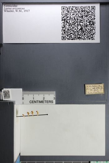 Media type: image; Entomology 526803